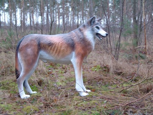 Wolf, "Bardou", 145cm /  HAEIGEMO - HAUSEIGENES MODELL