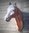 Pferd, Pferde Kopf zum an die Wand hängen, Maulspalt, 90cm, HAEIGEMO, HORSE