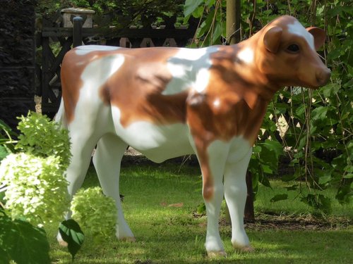 Kalb, Kälbchen, Holstein, "Babsi", braun weiss, 128cm, HAEIGEMO