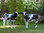 Kalb, Kälbchen, "Flecki", 128cm, u."Fea", Kopf links, Holstein SW, belastbar, 122cm, HAEIGEMO