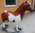 Shetland Pony, "Domino", 162cm, belastbar bis 100kg , HAEIGEMO, HORSE, PFERD