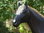 Pferd, "Donnerhall", Hufeisen, Kunsthaare, belastbar, 259cm, HAEIGEMO, HORSE