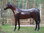 Pferd, "Azuro", Kunsthaare, Hufeisen, belastbar, 259cm, HAEIGEMO, HORSE