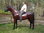 Pferd, Kutschpferd, "Baily", Kunsthaare, Hufeisen, belastbar, 259cm HAEIGEMO, HORSE