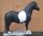 Shetland Pony, "Bellis", 162cm, belastbar bis 100kg , HAEIGEMO, HORSE, PFERD