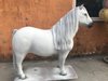 Pony, "Sunny", Shetland, 162cm, belastbar bis 100kg Kunsthaare, HAEIGEMO, HORSE, PFERD