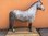 Shetland Pony, "Apple", 162cm, belastbar bis 100kg, HAEIGEMO, HORSE, PFERD