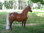 Pony, "Blondy", Shetland, 162cm, belastbar bis 100kg, HAEIGEMO, HORSE, PFERD
