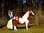 Shetland Pony, "Charming", 162cm, belastbar bis 100kg, HAEIGEMO, HORSE, PFERD