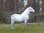 Shetland Pony, "Oskar", Kutschpony, 162cm, belastbar, Kunsthaare, HAEIGEMO, HORSE, PFERD