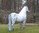 Shetland Pony, "Oskar", Kutschpony, 162cm, belastbar, Kunsthaare, HAEIGEMO, HORSE, PFERD