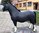 Shetland Pony, "Aurelio",160cm mit Kunsthaare, belastbar bis 100kg, HAEIGEMO, HORSE, PFERD