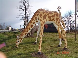 Giraffe, "Gerda", grasend, 205cm