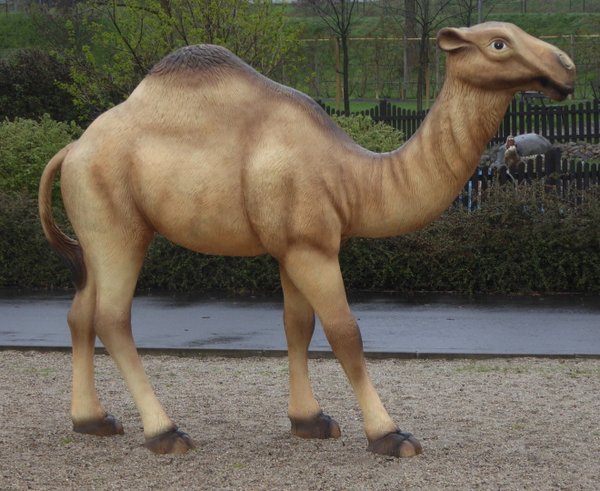 Kamel, Dromedar,  "Konrad", 290cm