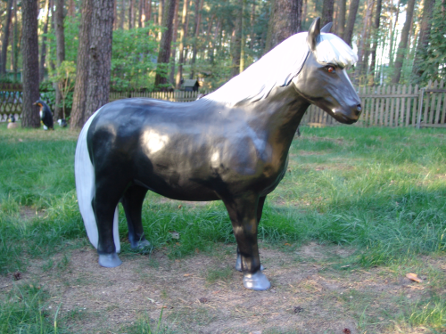 Shetland Pony, klein, "Blacky",  belastbar bis 100kg, 126cm, HORSE