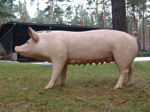 Schwein, "Rosamunde", 160cm