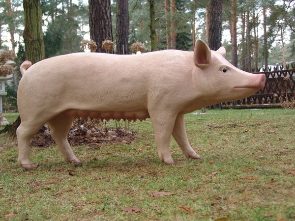 Schwein, "Rosamunde", 160cm