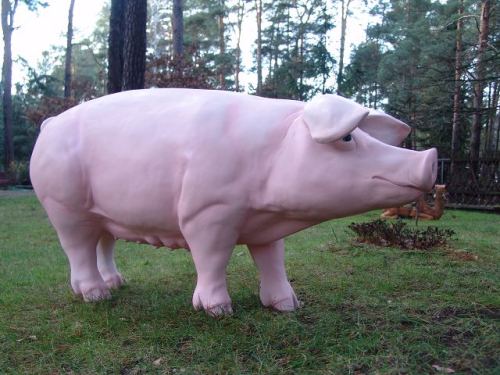 Schwein, Rosalie, 152cm