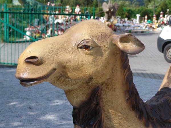 Kamel, "Kasimir", 210cm
