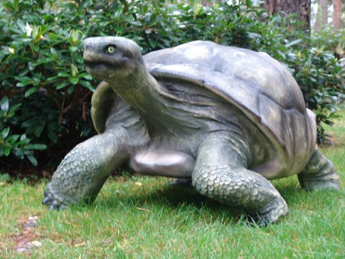 Schildkröte, "Galapagos", 145cm
