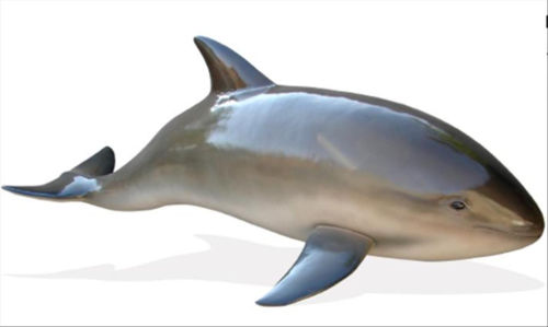 Wal, Schweinswal, 200cm