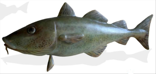 Fisch, Dorsch, 170cm