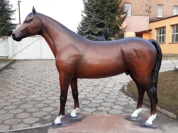 Pferd, "Bandito", belastbar, 259cm, HAEIGEMO, HORSE