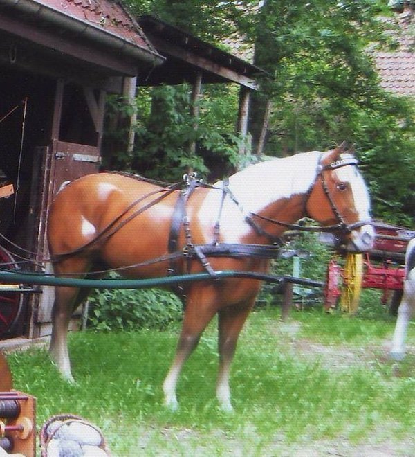 Pferd, "Haflinger Art", Kunsthaare, nicht belastbar, 250cm, HORSE