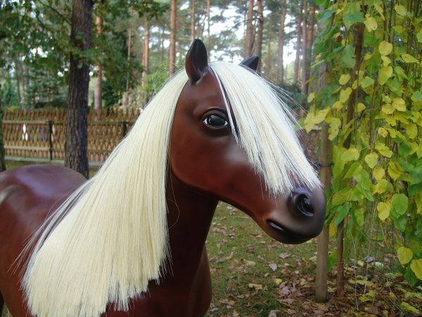Pony, Shetland, "Ashanti", 162cm, belastbar bis 100kg , HAEIGEMO, HORSE, PFERD