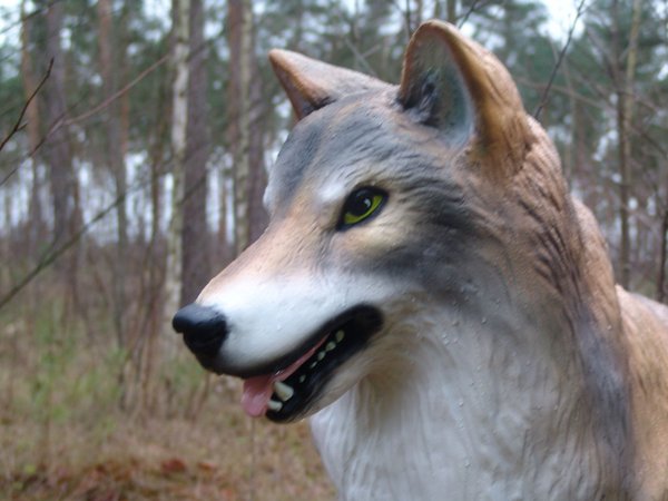 Wölfin, "Acadia", 145cm, braun, HAEIGEMO