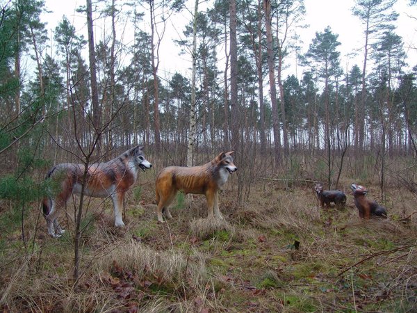 Wolfsfamilie mit 2 Wolfskinder, braun, HAEIGEMO