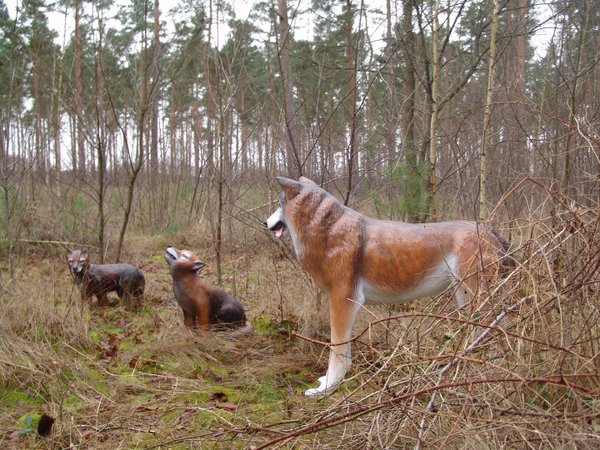Wolfsfamilie mit 2 Wolfskinder, braun, HAEIGEMO
