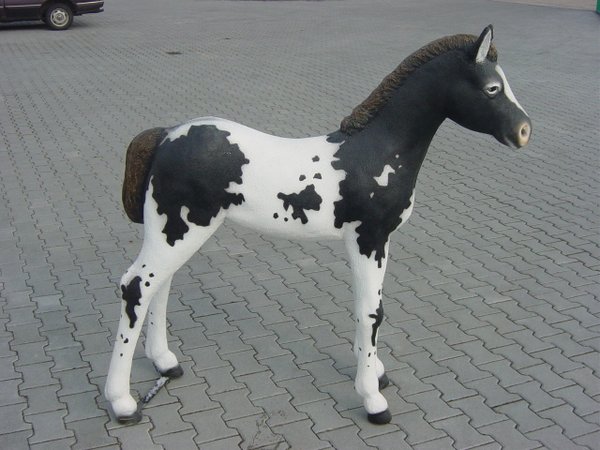 Pferd, Fohlen, "Schokola", nicht belastbar, 153cm