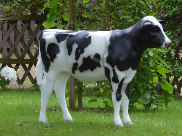 Kalb, Holstein Kälbchen lebensgroß, "Flecki", Kopf geradeaus, schwarz weiß, belastbar, HAEIGEMO