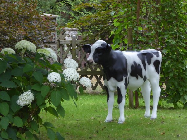 Kalb, Holstein Kälbchen lebensgroß, "Flecki", Kopf geradeaus, schwarz weiß, belastbar, HAEIGEMO