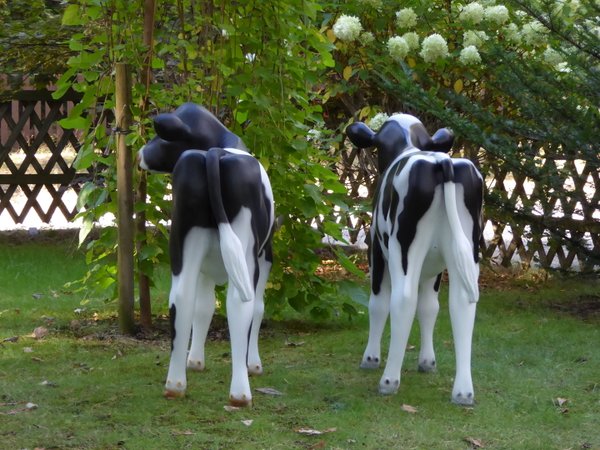 Kalb, Holstein  "Flecki", 128cm. Kalb "Fea", Kopf links, schwarz weiß, belastbar, 122cm, HAEIGEMO