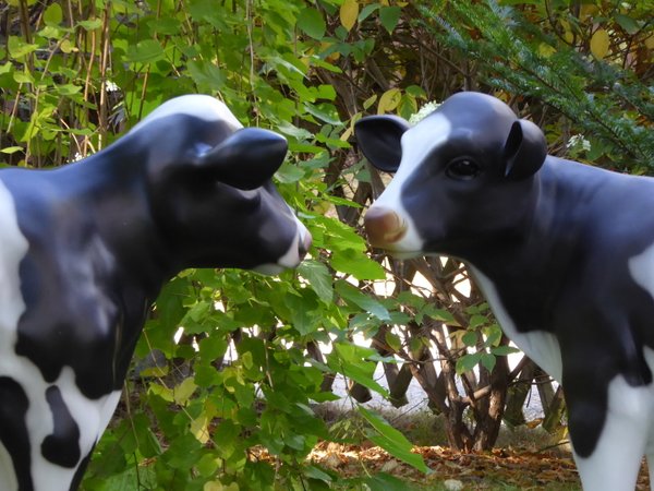 Kalb, Holstein  "Flecki", 128cm. Kalb "Fea", Kopf links, schwarz weiß, belastbar, 122cm, HAEIGEMO