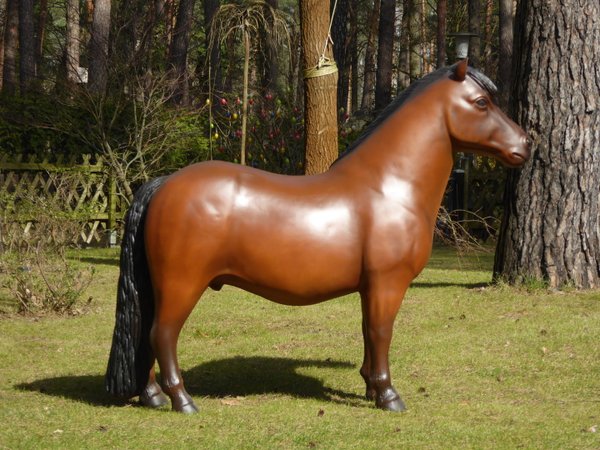 Shetland Pony,  "Belindo", 162cm, belastbar bis 100kg, HAEIGEMO, HORSE, PFERD