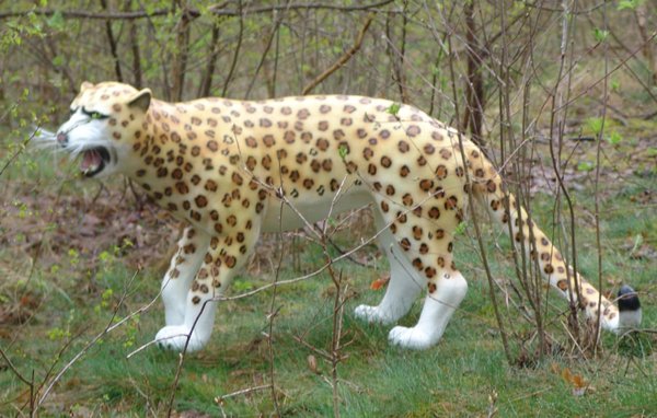 Leopard, 155cm