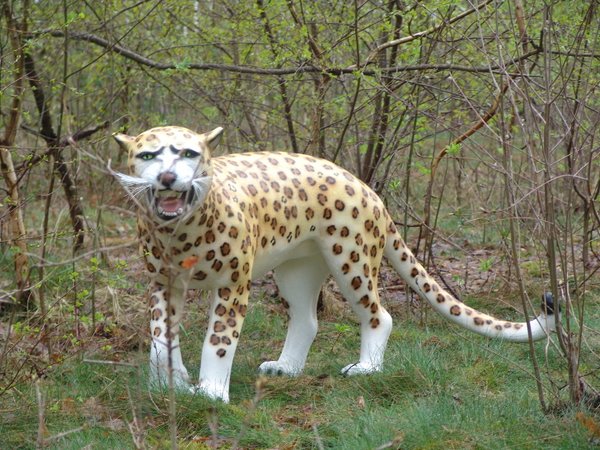 Leopard, 155cm