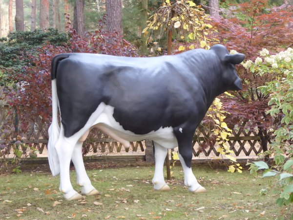 Holstein Bulle,  "Ferdy", 280cm, HAEIGEMO