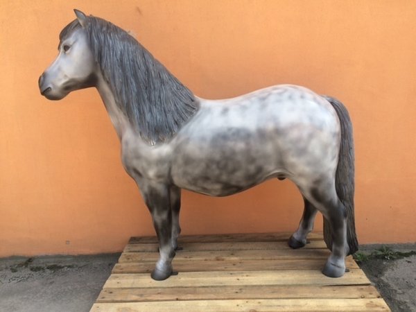Pony, Shetland, "Apple", 162cm, belastbar bis 100kg, HAEIGEMO, HORSE, PFERD
