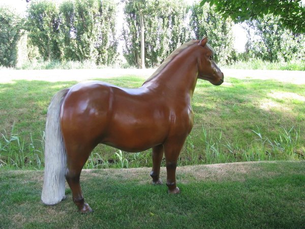 Pony, "Blondy", Shetland, 162cm, belastbar bis 100kg, HAEIGEMO, HORSE, PFERD