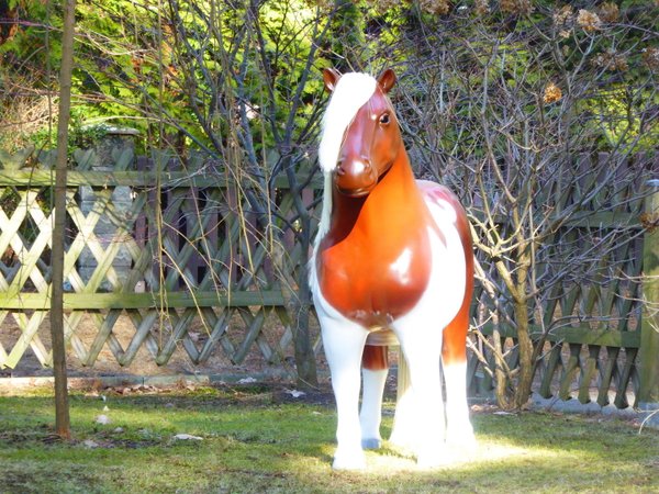 Shetland Pony, "Charming", 162cm, belastbar bis 100kg, HAEIGEMO, HORSE, PFERD