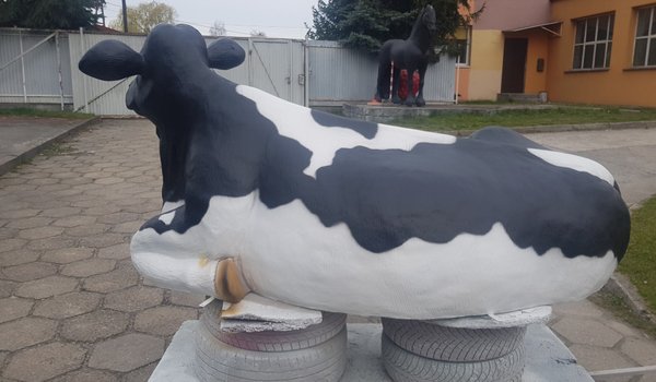 Kuh, liegend, " Klara von der Alm", , hornlos, schwarz weiß, 225cm, HAEIGEMO