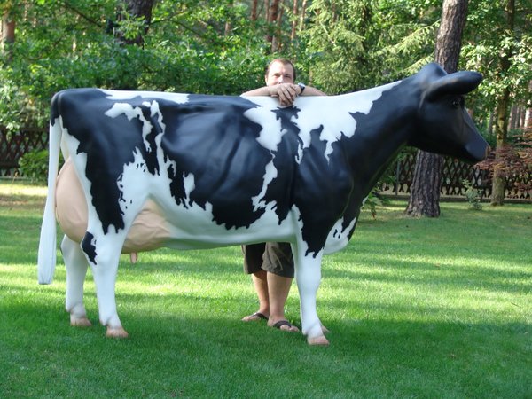Holstein Kuh, "Agnesia", schwarz weiß, Kopf gerade aus, 270cm, HAEIGEMO