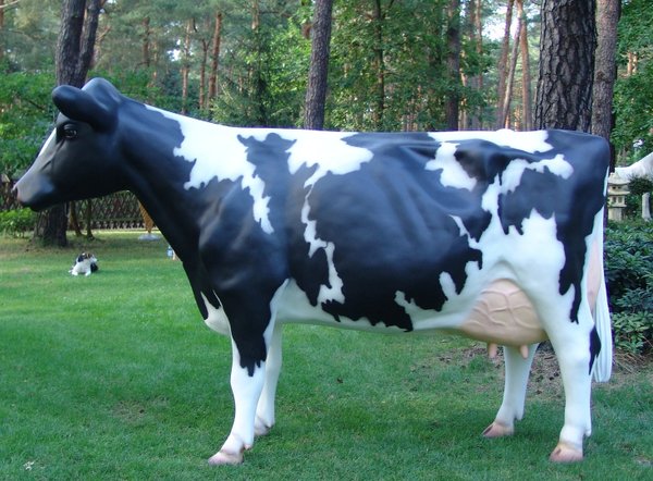 Kuh, Holstein, "Agnesia", schwarz weiß, Kopf gerade aus, 270cm, HAEIGEMO