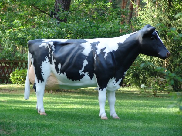 Kuh, Holstein, "Agnesia", schwarz weiß, Kopf gerade aus, 270cm, HAEIGEMO