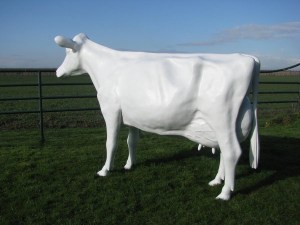 Holstein Kuh,  "Agnetha", weiß, Kopf gerade aus, 270cm, HAEIGEMO