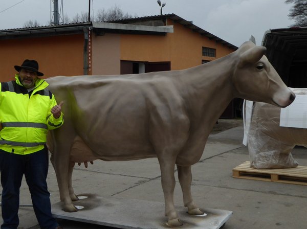 Kuh, Holstein, "Akra", Braunvieh, Kopf gerade aus, 270cm, HAEIGEMO